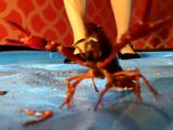 みくちゃんの黒パンプスでザリガニ最終章